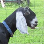 Nubian Dairy Goat