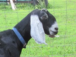 Nubian Dairy Goat