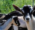 Alpine Dairy Goat