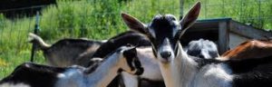 Alpine Dairy Goat