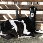 LaMancha Dairy Goat