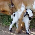 Nigerian Dwarf Dairy Goat