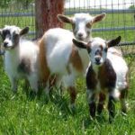 Nigerian Dwarf Dairy Goat