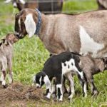 Nubian Dairy Goat