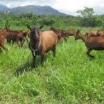 Oberhasli Dairy Goat