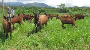 Oberhasli Dairy Goat