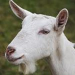 Saanen dairy goat