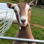 Toggenburg dairy goat