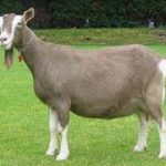 Toggenburg dairy goat