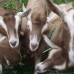 Toggenburg dairy goat