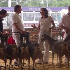 IDGA members showing at the 2016 Iowa State Fair IDGA members showing at the 2016 Iowa State Fair